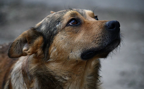 В Хабаровске поймали живодера, торговавшего мясом собак
