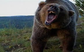 Раненый медведь убил жителя Хабаровского края