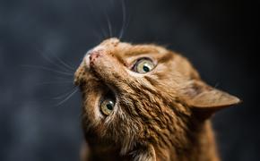 Ветеринарный врач Кондратьева предупредила о смертельной опасности «кошачьего» коронавируса 