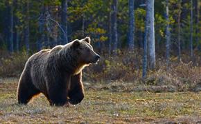 Водитель отрезал коготь сбитому медведю под Хабаровском