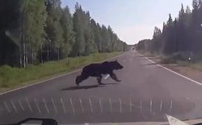 Еще один медведь в Хабаровском крае погиб под колесами авто 