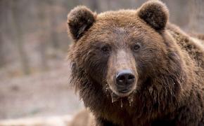 В подмосковных Мытищах ищут медведя, сбежавшего из частного гольф-клуба