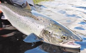 На Дальнем Востоке и в США снизились уловы красной рыбы