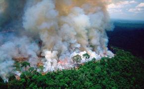 С лесными пожарами в России борются занижением потерь