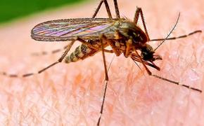 Как обезопасить себя от переносимых комарами вирусов