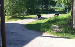 Медведи заглянули на территорию рядом с хабаровским детским лагерем