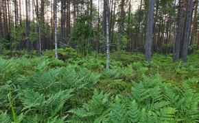 В Латвии отмечают Янов день