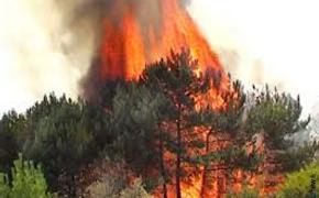Власти Приморья предупредили жителей края о сохраняющейся высокой опасности пожаров в тайге