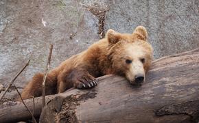 Голод выгнал медведей к людям в Хабаровском крае 