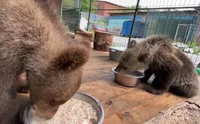 В Хабаровске пройдут реабилитацию спасенные медвежата из Челябинска 