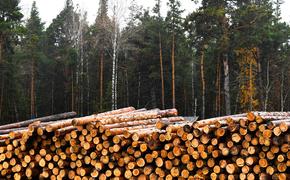 Российские инвесторы предложили приватизировать лес
