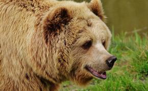 Туристы рассказали, как медведь напал на их друга из Ессентуков на Арданском хребте в Красноярском крае