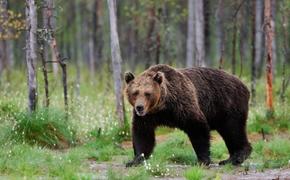 СКР ведет проверку по факту нападения медведя на туристов на территории природного парка «Ергаки» в Сибири