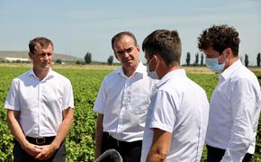 Губернатор Кубани: регион выходит в лидеры в производстве винограда в России