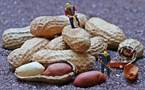 Ученые уверены, что чрезмерное употребление арахиса  опасно тем, что способствует распространению рака