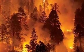 Лесные пожары в Греции продолжают разрастаться