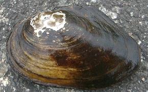 Гигантские моллюски в Волге оказались родом из Китая