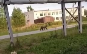 В Хабаровском крае застрелили вышедшего в город медведя