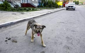 Жителя Челябинской области на три года осудили за убийство собаки