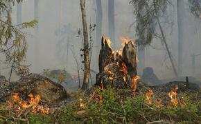 В Тольятти горит лес на площади 8 гектаров