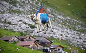 В Швейцарии коров доставляют домой вертолетами – необычно и практично 