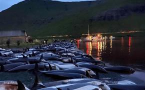 На Фарерских островах прошла крупнейшая охота на дельфинов   