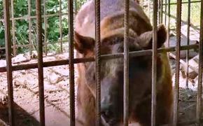 Туристы спасли из дагестанского ресторана медведя, которого потом в отместку убили