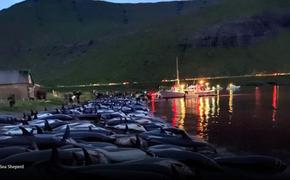 Бессмысленная ежегодная бойня дельфинов произошла на Фарерских островах 