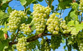 Самый сочный сезон: в Беларуси собирают урожай винограда