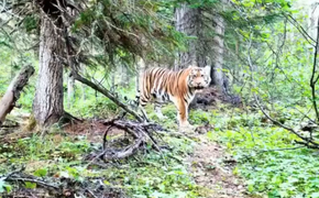 Амурского тигра впервые удалось сфотографировать на севере Хабаровского края