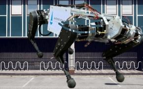 В МГУ представили первого российского шагающего четырехногого робота