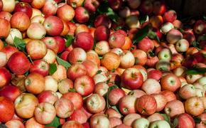 Диетолог Ковальков заявил, что залежавшиеся яблоки и отруби помогут избавиться от «плохого» холестерина