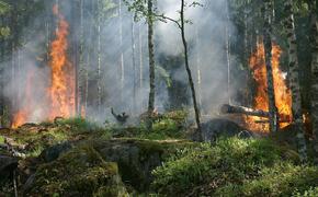 Семеро российских туристов задержаны в Турции по подозрению в поджоге леса