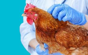 Китайский птичий грипп может вызвать новую пандемию на планете