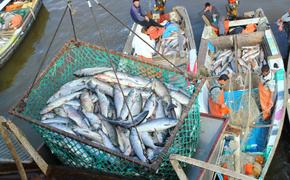Эксперт Бергеля: Сокращение объемов вылова в Амуре подтолкнет глубокую переработку рыбы