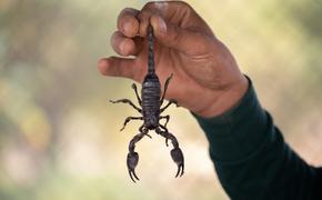 Ученые сообщили, что яд скорпиона может защитить от коронавируса