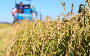 Урожай риса на Кубани превысил 800 тысяч тонн в 2021 году