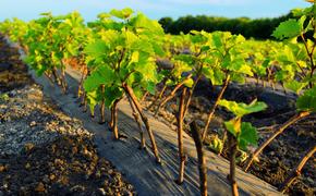 Глава КФХ Анатолий Новошитский: выращивать виноград сложно, но интересно