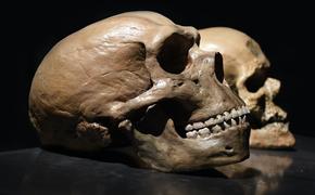Учёные обвинили древнего человека в половом распутстве, и в ходе исследований обнаружили присутствие неизвестных видов гоминидов