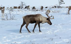 На Камчатке начала восстанавливаться популяция краснокнижных северных оленей