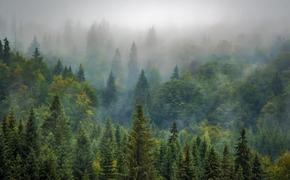 В Шотландии вырубают лес, чтобы спасти планету