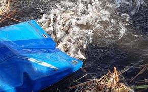 Зарыбление сазаном реки Икорец стало частью программы экологической реабилитации 