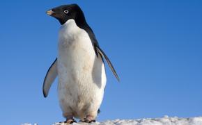 Антарктический пингвин приплыл в теплые воды Новой Зеландии