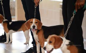 В нескольких тюрьмах Таиланда заключенным разрешат заводить собак