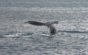 Shell планирует подводные взрывы во время пика миграции китов с детенышами