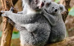 За последние три года погибла треть всех австралийских коал