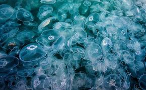 Учёные предлагают попробовать суп, салат и мармелад из медуз