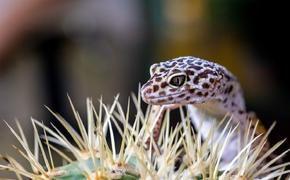 Зоолог Шахпаронов рассказал, каких рептилий можно дарить на Новый год