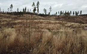 Yle: в Финляндии ежегодно вырубают десятки тысяч гектаров особо ценных с точки зрения биоразнообразия лесов