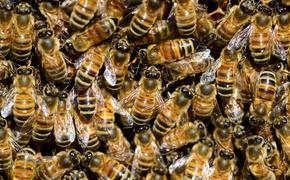 Пчёлы смогли пережить извержение вулкана Кумбре-Вьеха на Канарах